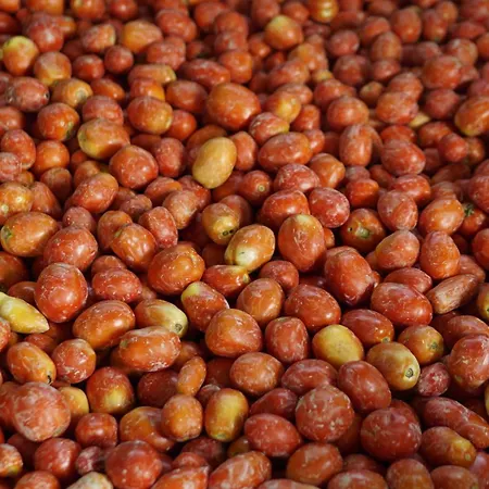 Panzió Colle Casini Cortesi